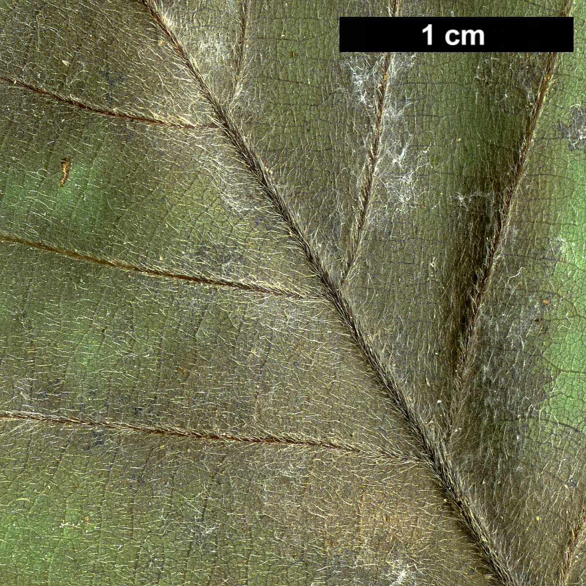 High resolution image: Family: Fagaceae - Genus: Quercus - Taxon: aliena × Q.serrata